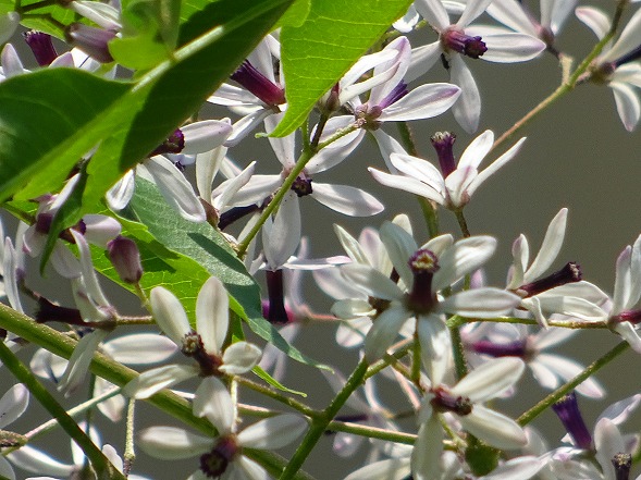 大和文華館の花_b0299042_20404210.jpg