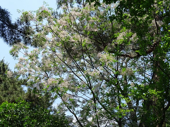 大和文華館の花_b0299042_20405310.jpg