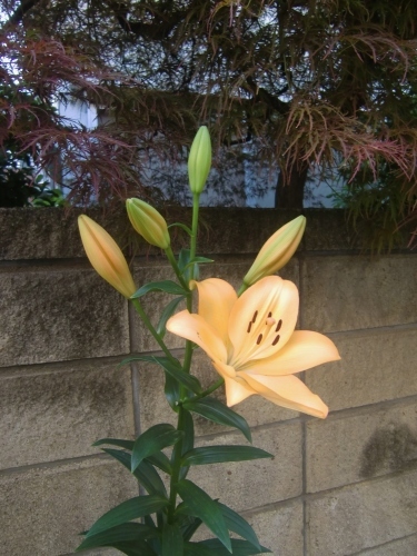 f0329849_22525634.jpg