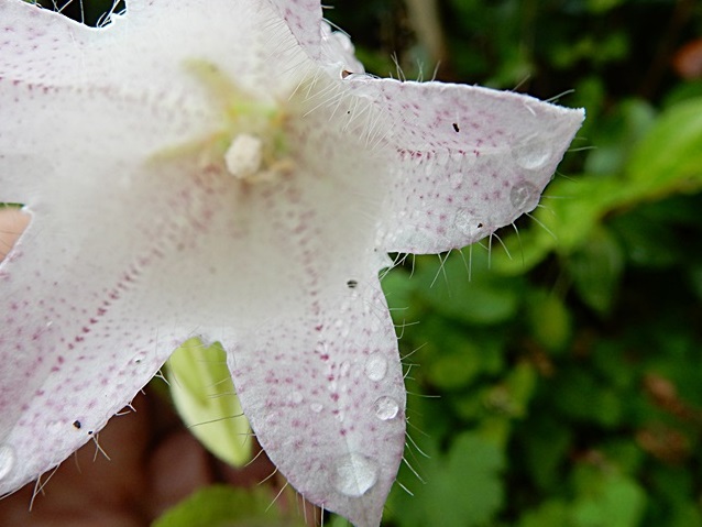 　　　　　　　　　　　　　　　　久し振りの雨_d0075453_17131979.jpg