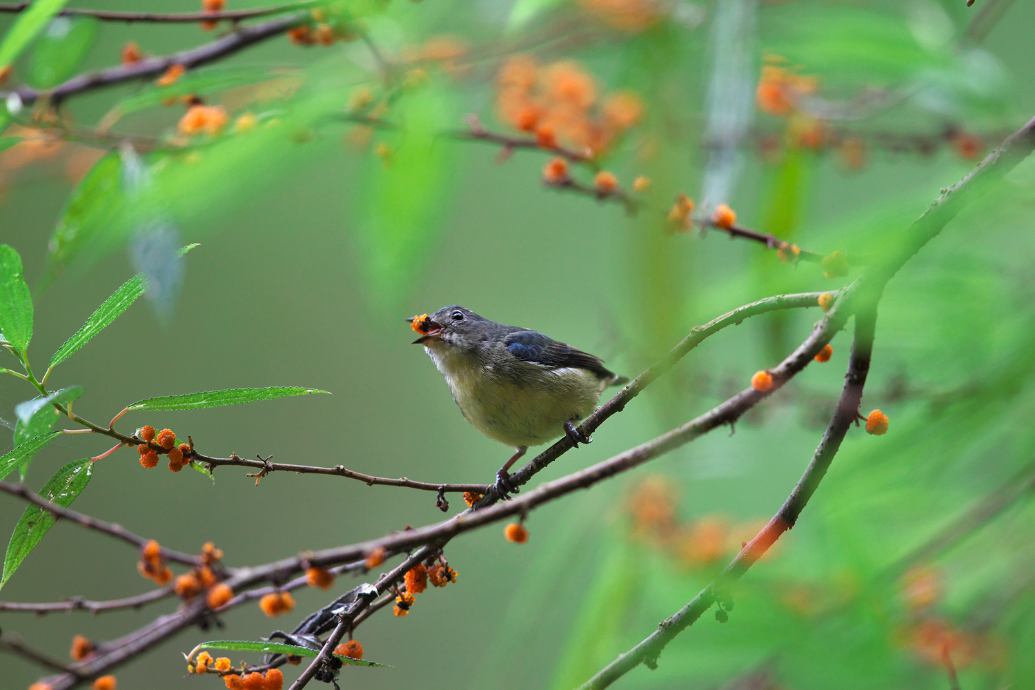 ハナドリ（ 紅胸啄花　Fire-breasted Flowerpecker）_d0013455_11514674.jpg