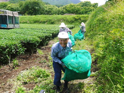 菊池水源茶 碾茶の茶摘み2015 その1_a0254656_19253476.jpg