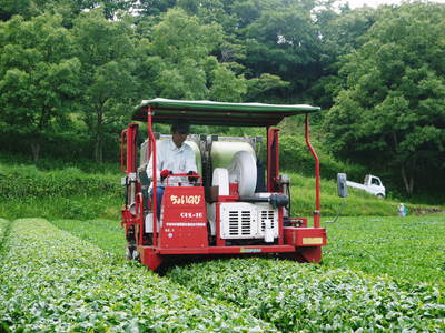 菊池水源茶 碾茶の茶摘み2015 その1_a0254656_19392250.jpg