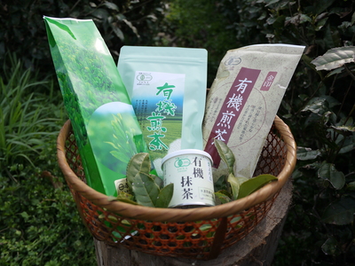 菊池水源茶 碾茶の茶摘み2015 その2_a0254656_21242661.jpg