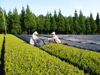 菊池水源茶　碾茶の茶摘み2015　その2_a0254656_22241653.jpg