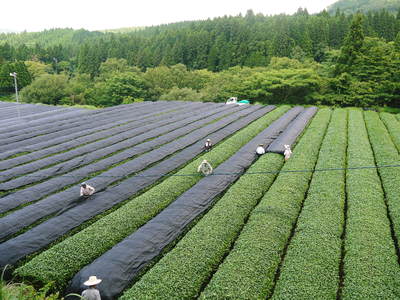 菊池水源茶 碾茶の茶摘み2015 その2_a0254656_22475172.jpg