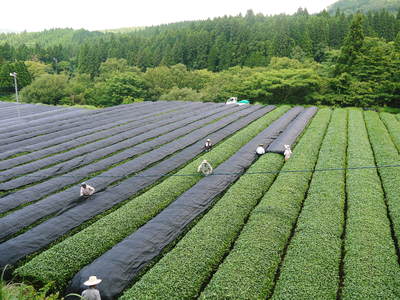 菊池水源茶　碾茶の茶摘み2015　その2_a0254656_22475172.jpg