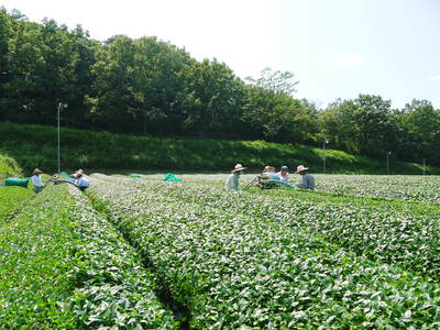 菊池水源茶　碾茶の茶摘み2015　その2_a0254656_226177.jpg