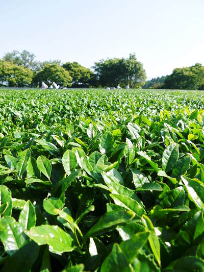 菊池水源茶　碾茶の茶摘み2015　その2_a0254656_234426.jpg