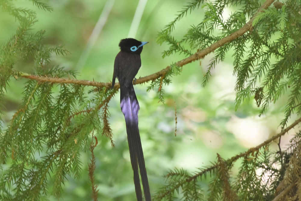 探し物はなんですか？　サンコウチョウ_f0053272_13545810.jpg