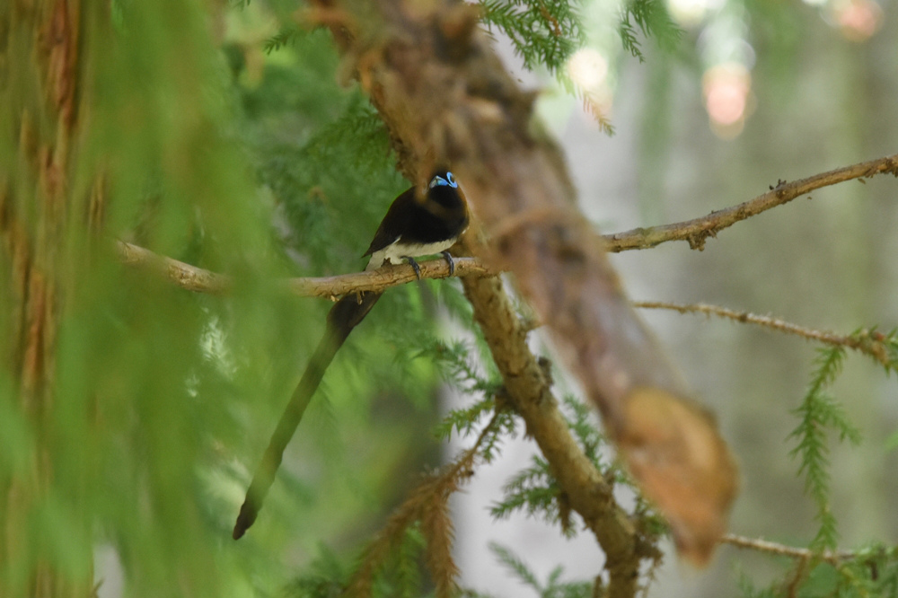 探し物はなんですか？　サンコウチョウ_f0053272_13552163.jpg