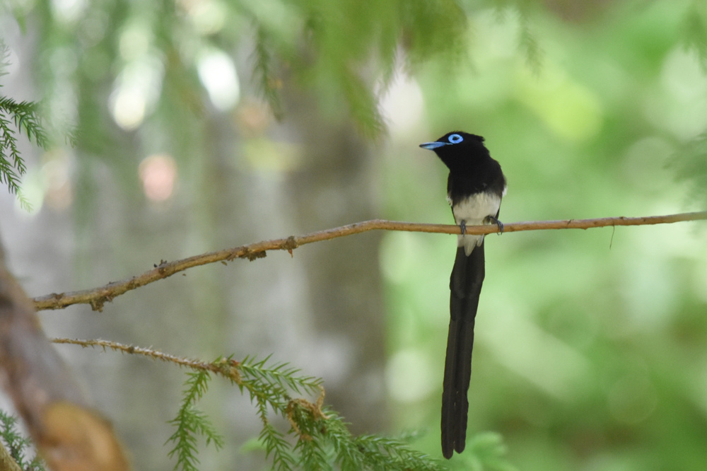 探し物はなんですか？　サンコウチョウ_f0053272_13554087.jpg