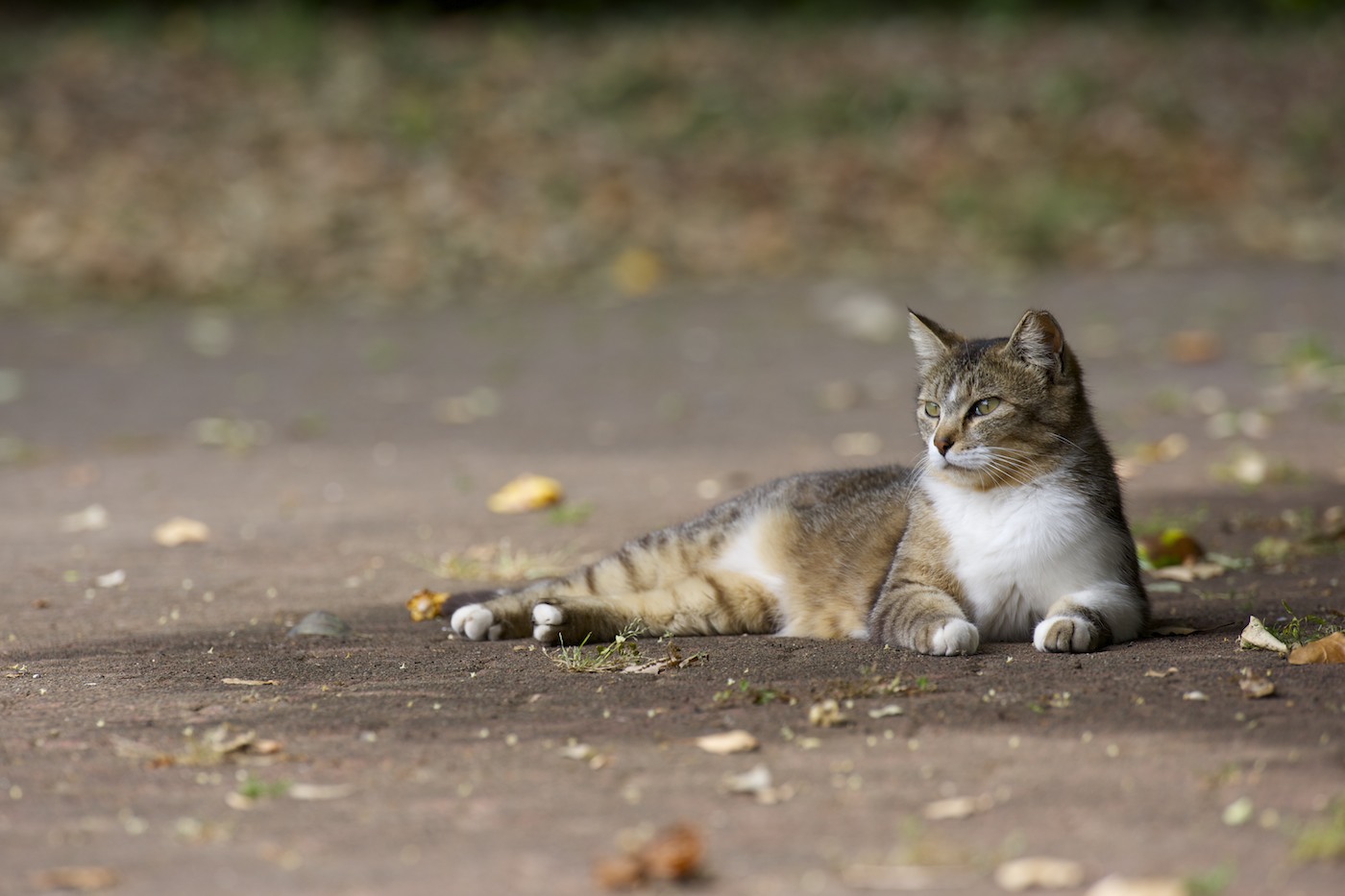 猫さん貸し切り？の公園_f0011273_13174041.jpg