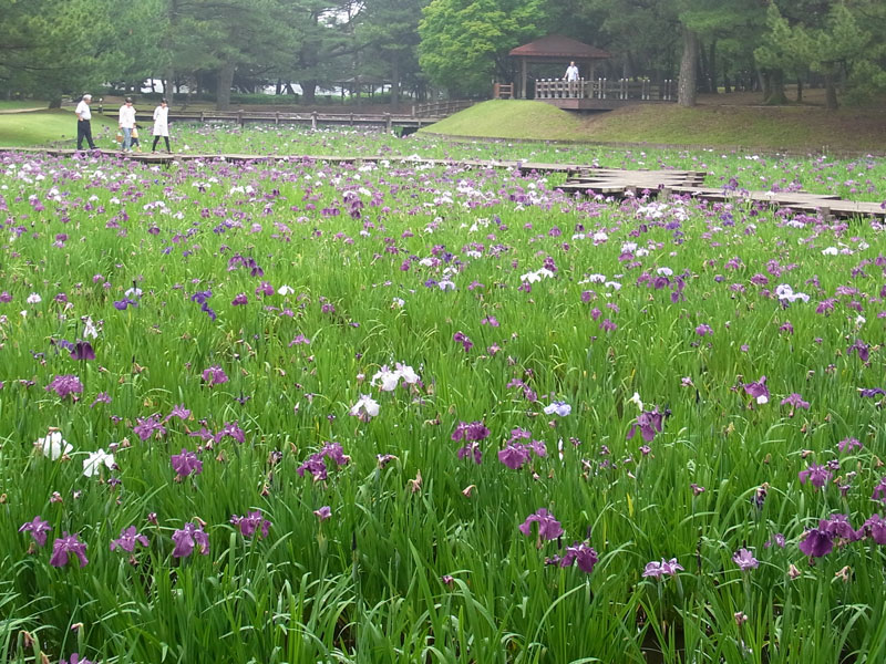 花菖蒲園.......市民の森_d0127182_1652962.jpg