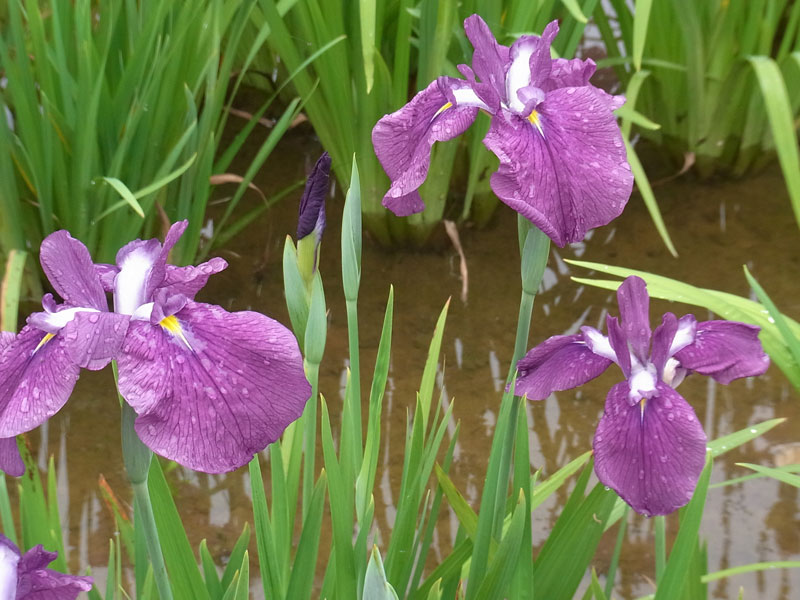 花菖蒲園.......市民の森_d0127182_166475.jpg