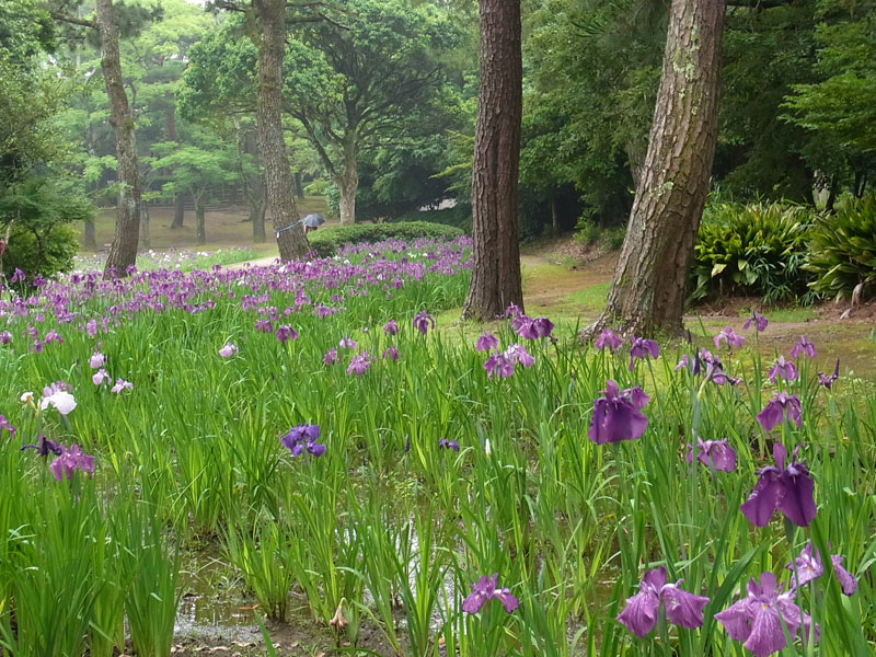 花菖蒲園.......市民の森_d0127182_167552.jpg