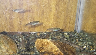たのしいメダカ飼育 Blog版 がおろ亭 たのしいメダカ飼育 Blog版 がおろ亭
