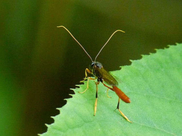 ヒメバチの仲間２種 コンボウアメバチ マダラヒメバチ 花と葉っぱ