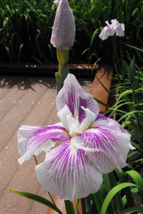 熊本県玉名市高瀬裏川花菖蒲_a0141193_03489.jpg