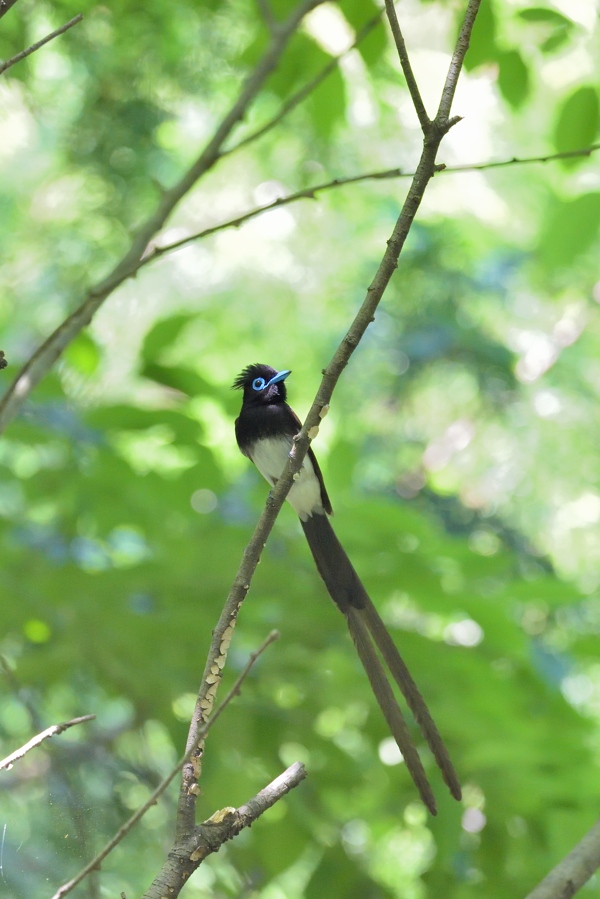 サンコウチョウ　2015　その２_e0261593_18271326.jpg