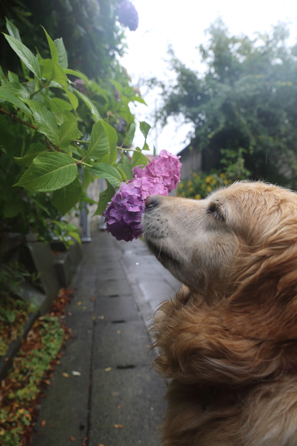 雨のお散歩♪_b0275998_15452985.jpg