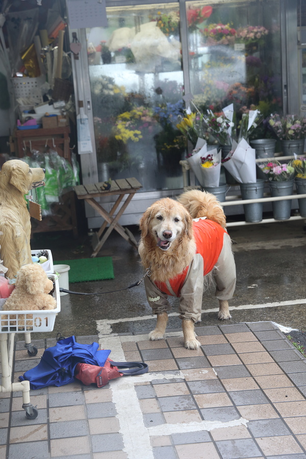 雨のお散歩♪_b0275998_1557789.jpg