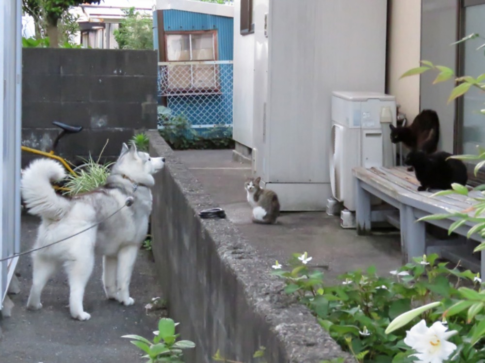 だるまさんが(*^_^*)_c0049299_2234187.jpg