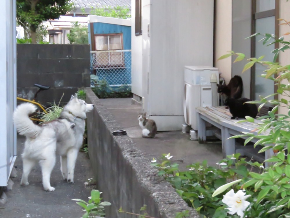 だるまさんが(*^_^*)_c0049299_22345273.jpg