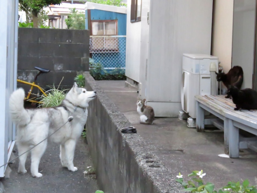 だるまさんが(*^_^*)_c0049299_22353219.jpg