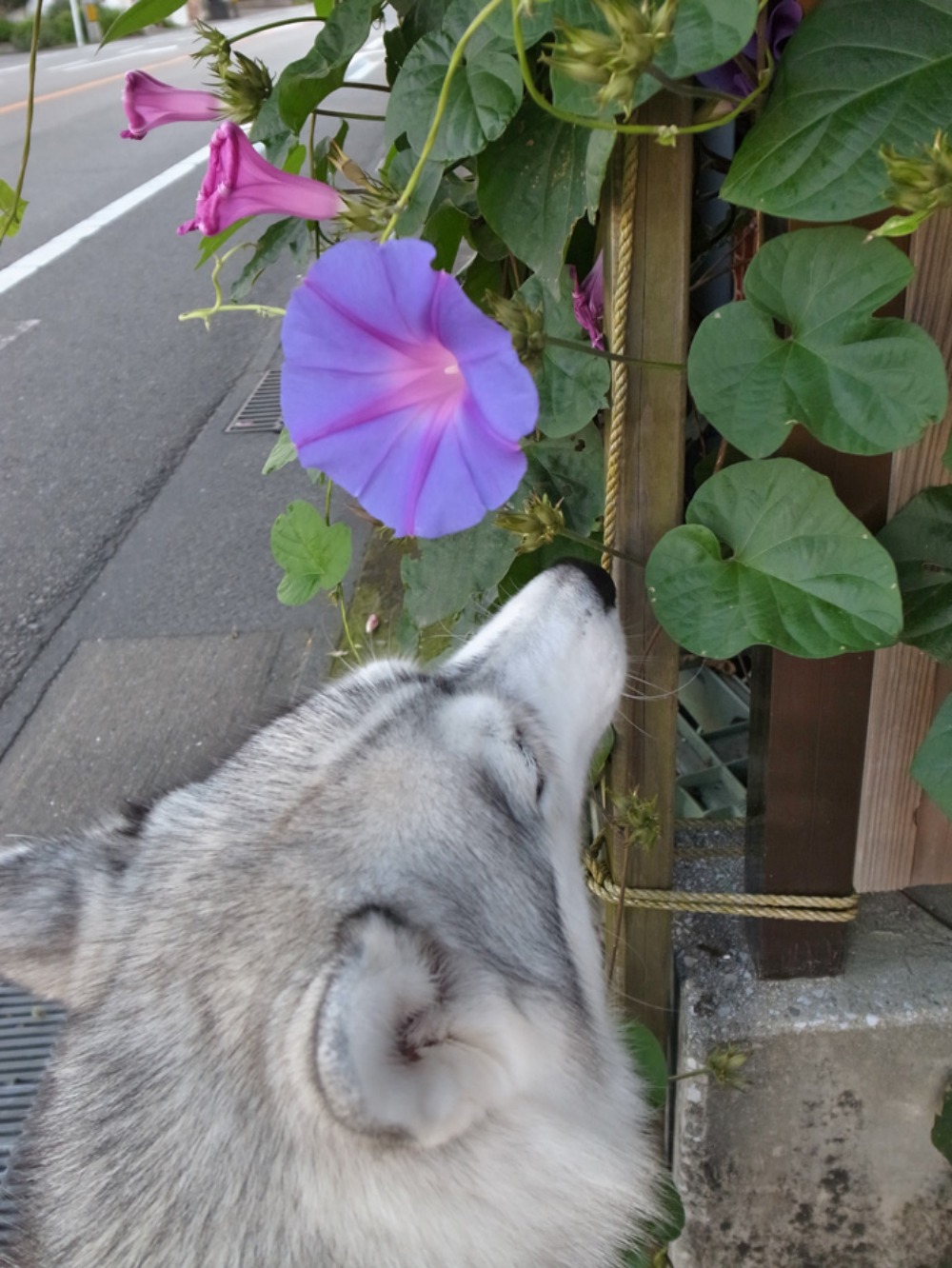 だるまさんが(*^_^*)_c0049299_22533085.jpg