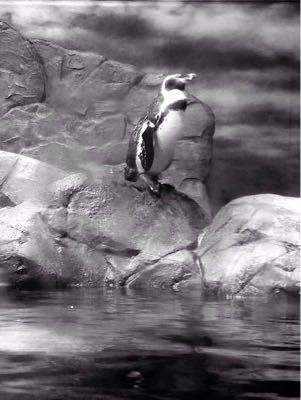 水族館_a0105201_21412725.jpg