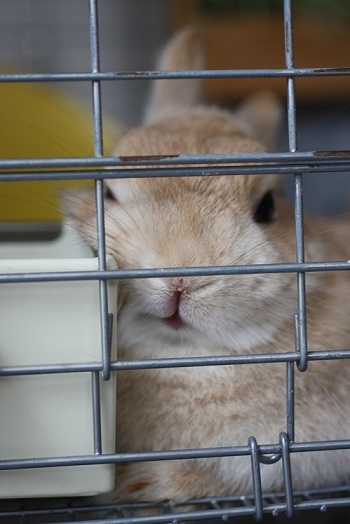 お気に入りと新入りと猫とうさぎと。。_c0178104_08553666.jpg