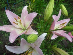 c0280206_8554244.jpg