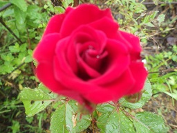 c0280206_8594540.jpg