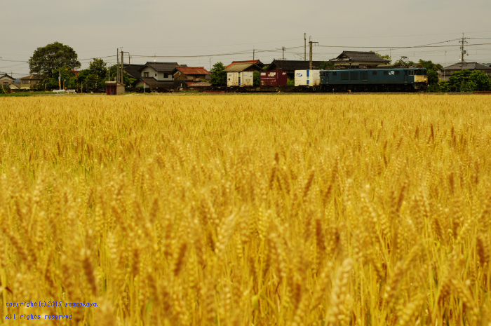 黄金色の麦畑へと_d0309612_23524542.jpg