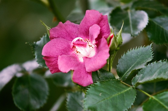 箱根の花たち（２）_d0128513_12492919.jpg