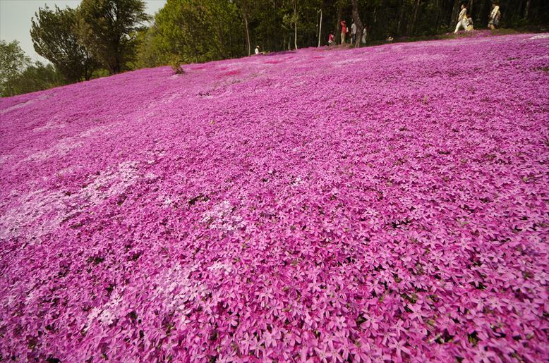 滝上芝桜 その1_a0194620_2023444.jpg