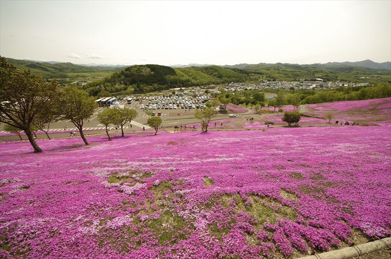 滝上芝桜 その1_a0194620_2031183.jpg