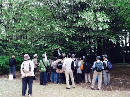 15前期 みどり学(フレッシュ)講座 新宿御苑野外学習 _e0211937_16482868.jpg