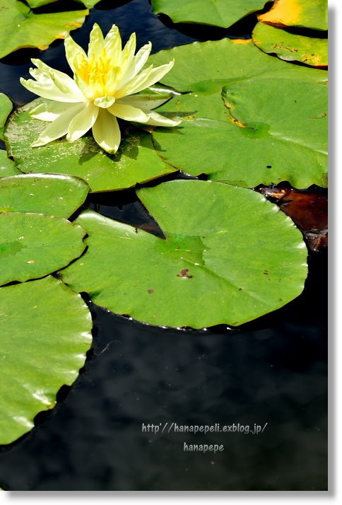 water lily_a0145741_20342376.jpg