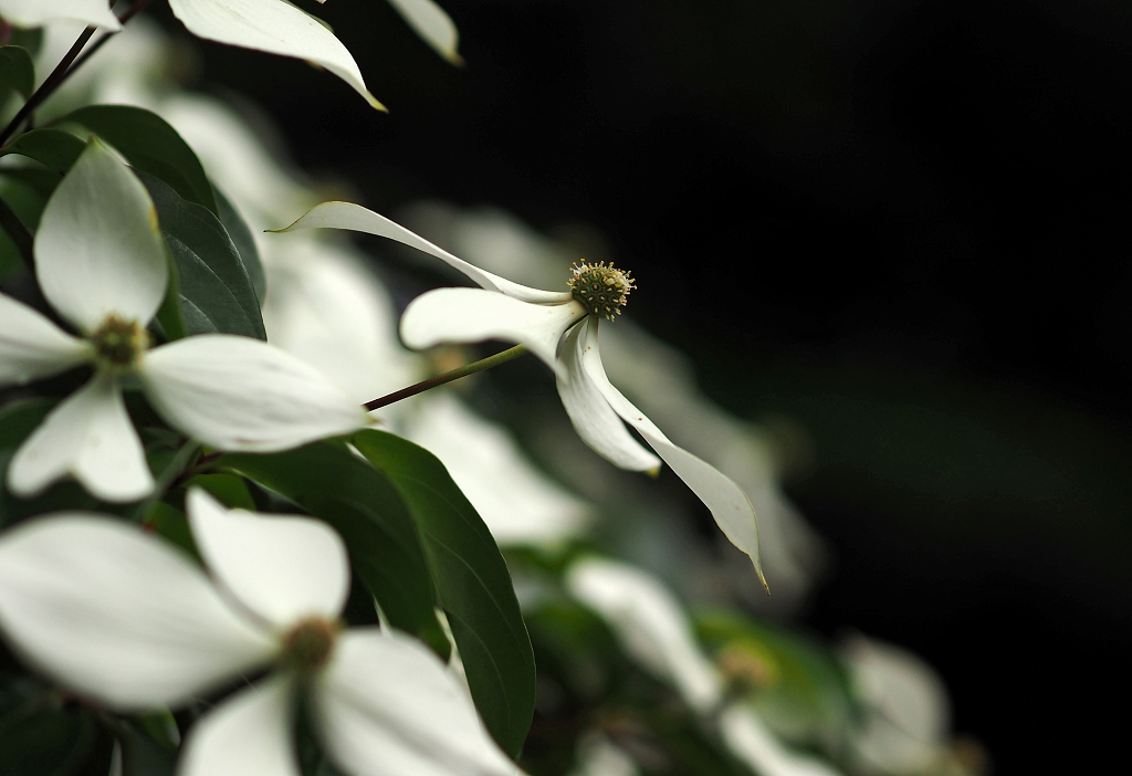 初夏のお花たち　☆_d0146247_22353357.jpg