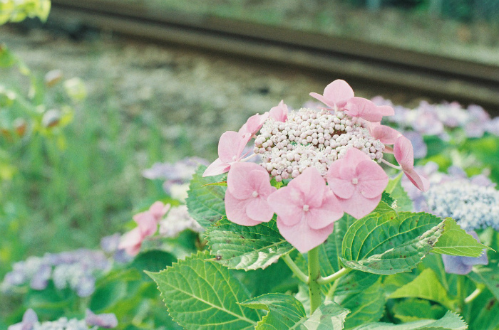 紫陽花の6月_b0178548_1643585.jpg