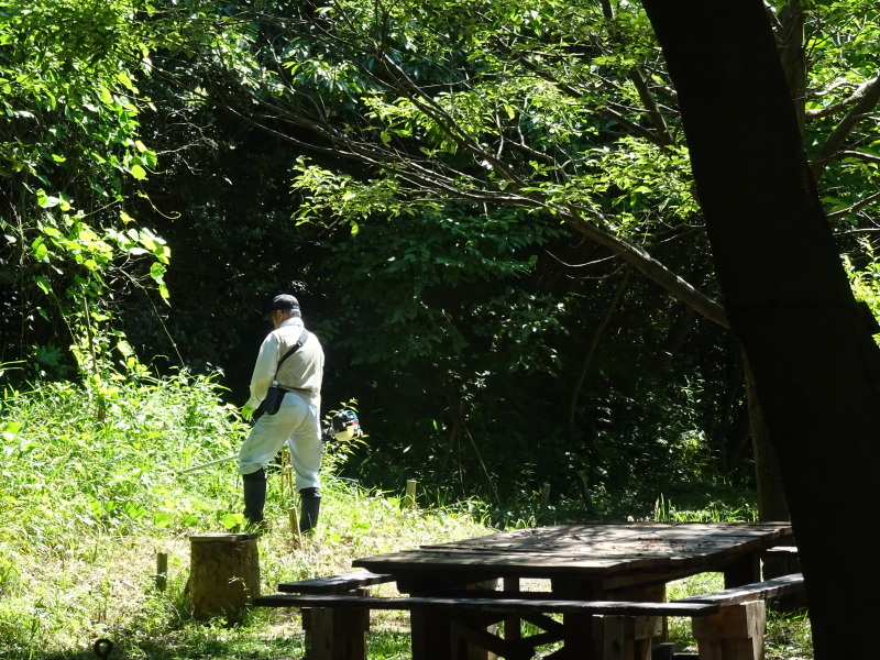 崖っぷちの草刈り継続 in うみべの森_c0108460_17552147.jpg
