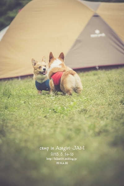 #DAY3-1_Corgi\'s CAMP in ASAGIRI JAM_e0342760_17362225.jpg