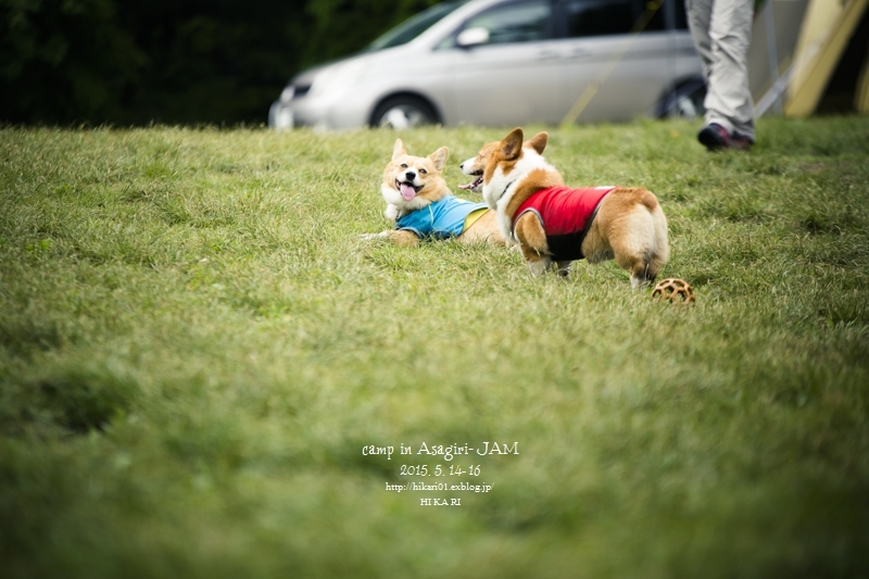 #DAY3-2_Corgi\'s CAMP in ASAGIRI JAM_e0342760_17372274.jpg