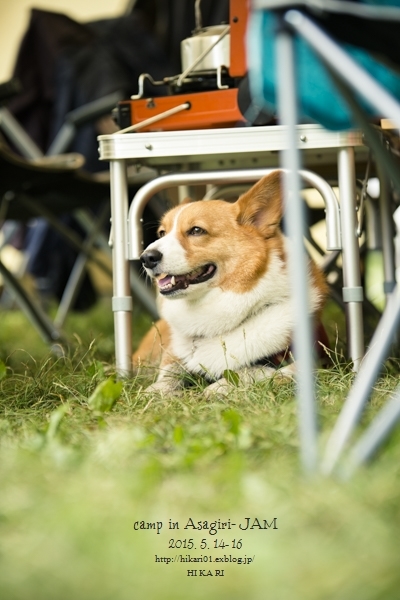 #DAY3-2_Corgi\'s CAMP in ASAGIRI JAM_e0342760_17374921.jpg