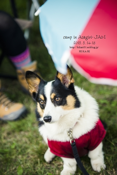 #DAY3-2_Corgi\'s CAMP in ASAGIRI JAM_e0342760_17383345.jpg