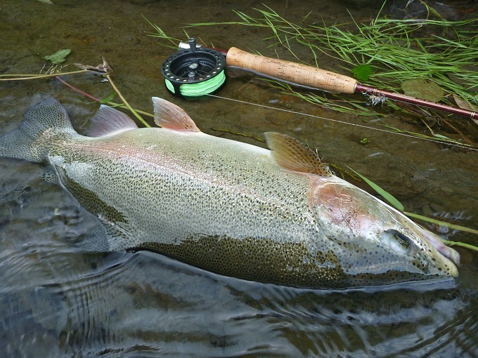 道北“Home river” Memorial trout⑪_c0351262_20464773.jpg