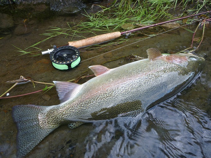 道北“Home river” Memorial trout⑪_c0351262_20464833.jpg