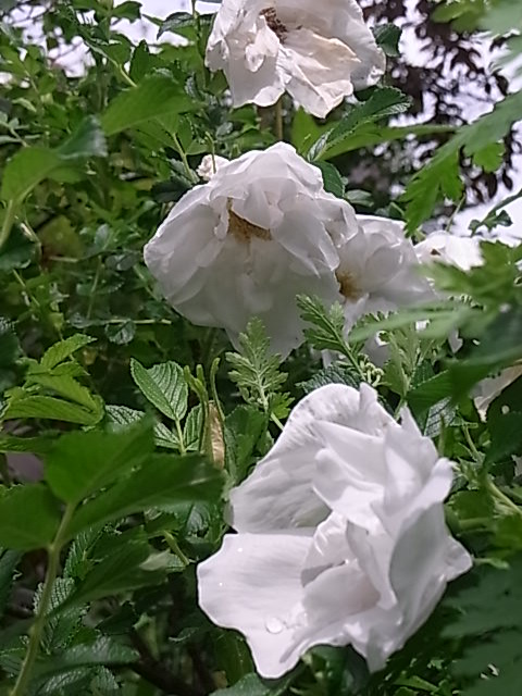 e0017562_114082.jpg